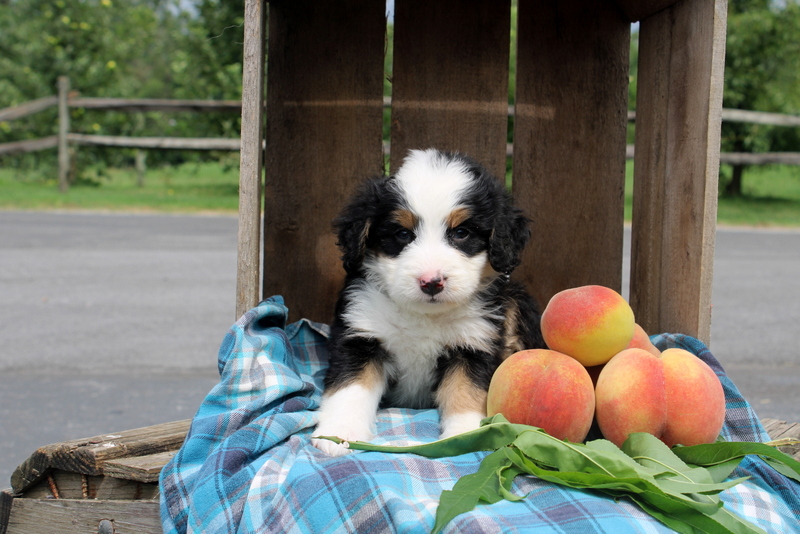 puppy, for, sale, Mini Bernedoodle F2, Matthew B. Stoltzfus, dog, breeder, Gap, PA, dog-breeder, puppy-for-sale, forsale, nearby, find, puppyfind, locator, puppylocator, aca